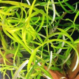 Hygrophila sp. snake