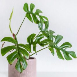 Mini Monstera/Rhaphidophora Tetrasperma (single plant)
