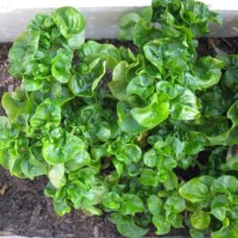 Alternanthera sissoo/ Brazilian Spinach/ Sambu/ Samba lettuce (3 stems)