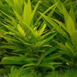 Hygrophila guianensis (3 stems)