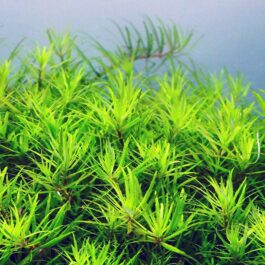 Limnophila sp vietnam (3 stems)