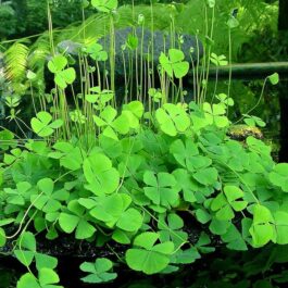 Marsilea Quadrifolia / Clover Four Leaf (1 stem)