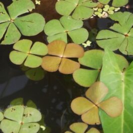 Marsilea Quadrifolia / Clover Four Leaf (1 stem)