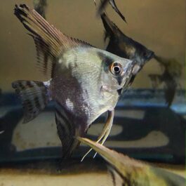 Blue Chocolate Angel Adult