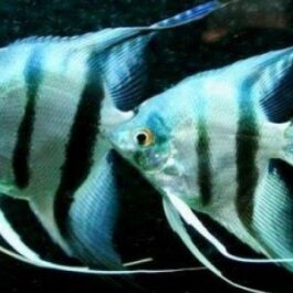 Silver angel fish (10 pieces)