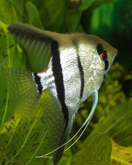 Silver angel fish (10 pieces)