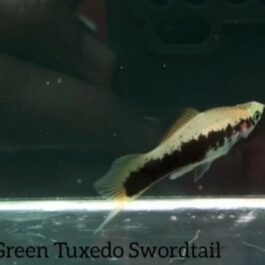 Green Tuxedo Sword Tail fish (3 pairs)