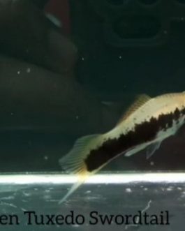 Green Tuxedo Sword Tail fish (3 pairs)
