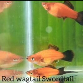 Red wagtail sword tail (3 pairs)