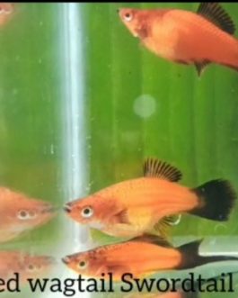 Red wagtail sword tail (3 pairs)