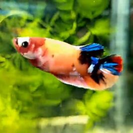 Nemo galaxy betta pair