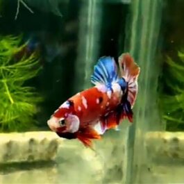 Nemo multi betta pair