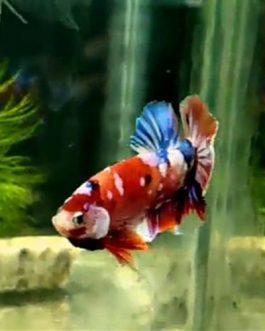 Nemo multi betta pair
