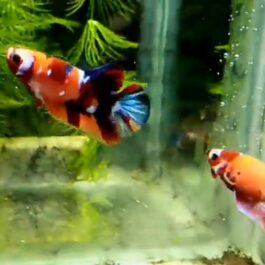 Nemo multi betta pair