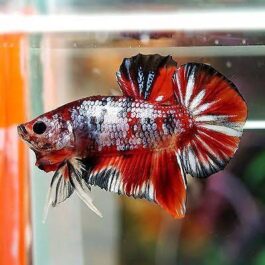 Multi Galaxy betta pair