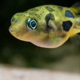 Dwarf Pea Puffer (5 pieces)