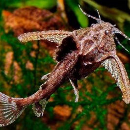 Stone Cat Fish ( 5 pieces)