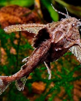 Stone Cat Fish ( 5 pieces)