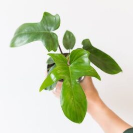 Philodendron Florida beauty (single plant)