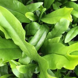 Microsorum Green Wave (plant clump)