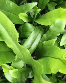 Microsorum Green Wave (plant clump)