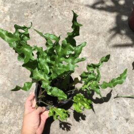 Microsorum Green Wave (plant clump)