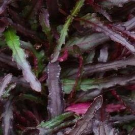 Hemigraphis Rependa Dragon’s Tongue (single plant)