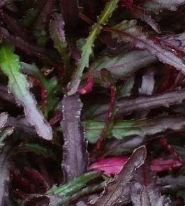 Hemigraphis Rependa Dragon’s Tongue (single plant)