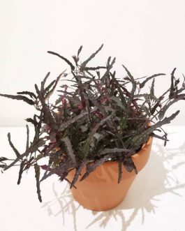 Hemigraphis Rependa Dragon’s Tongue (single plant)