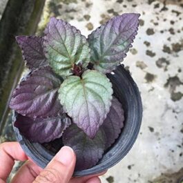 Hemigraphis Colorata (single plant)