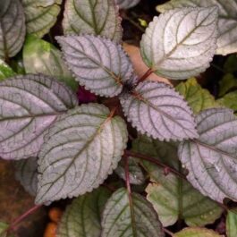 Hemigraphis Colorata (single plant)