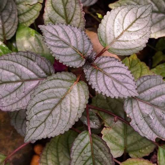 Hemigraphis Colorata (single plant)