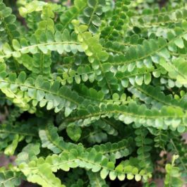Giant Button Fern (single plant)