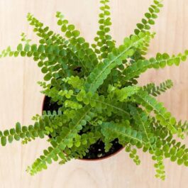 Giant Button Fern (single plant)