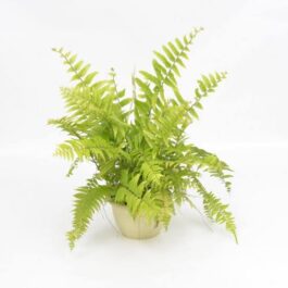 Boston Fern (single plant)