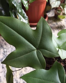 Duck Foot Fern (plant clump)