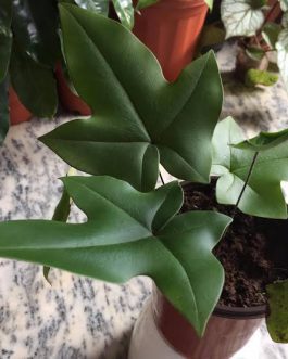 Duck Foot Fern (plant clump)