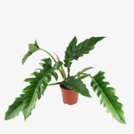 Philodendron Narrow Escape (large plant)
