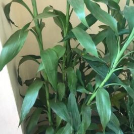 Lucky bamboo plant/ Dracaena Sanderiana Olive Green (Single Plant)