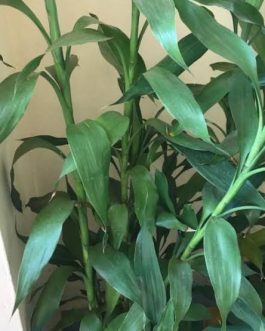 Lucky bamboo plant/ Dracaena Sanderiana Olive Green (Single Plant)