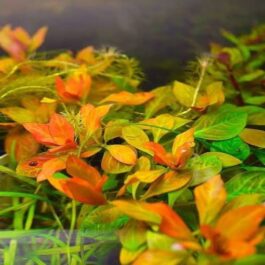 Ludwigia Atlantis Dark Orange/ Ludwigia Orange ( 6 stems)