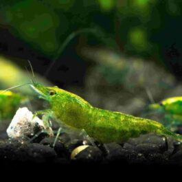 Light Green Shrimps (5 pairs)