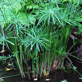 Cyperus mini Papyrus/umbrella papyrus/umbrella palm/Cyperus alternifolius (Single plant clump)