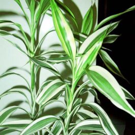 Dracaena Braunii (Single Plant)