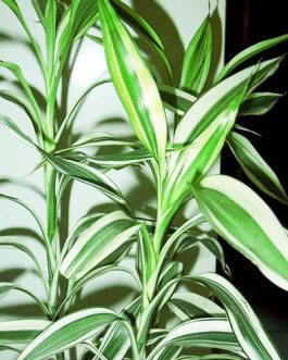 Dracaena Braunii (Single Plant)