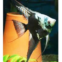 Blue chocolate angel (4 pieces)