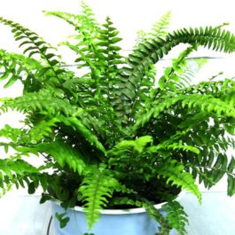 Boston Fern (single plant)