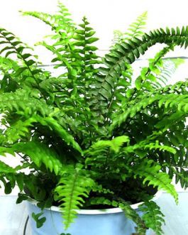 Boston Fern (single plant)