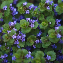 Creeping Charlie /Pilea nummulariifolia (3 stems)