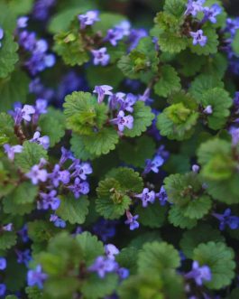 Creeping Charlie /Pilea nummulariifolia (3 stems)
